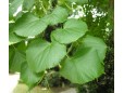 Tilia Platiphilos - inaltime 2,5 – 3m 